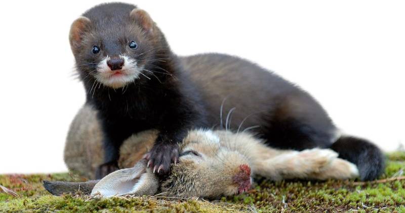 Animals like ferrets