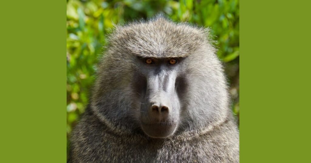 Baboon big forehead mammal