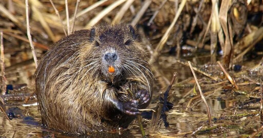 Beavers animals similar to muskrat