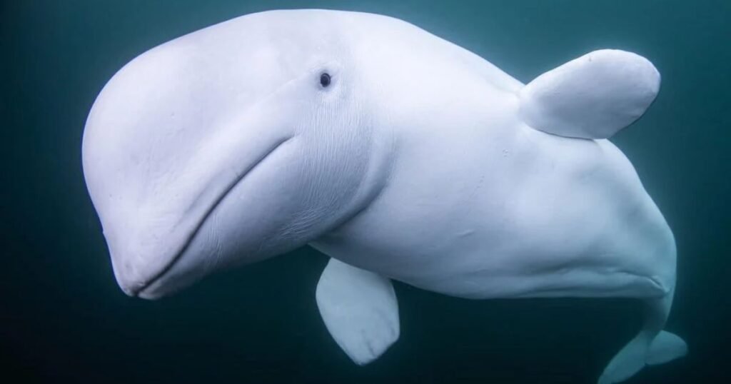 Beluga Whale big forehead