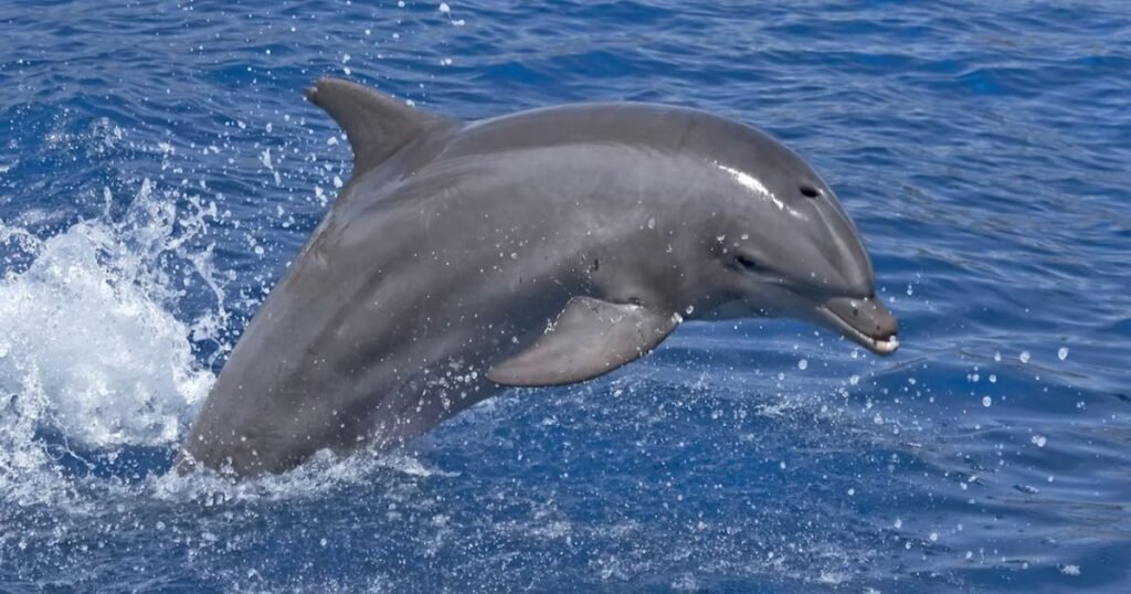 Bottlenose Dolphin sea animal with big forehead