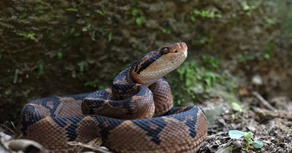 Bushmaster 