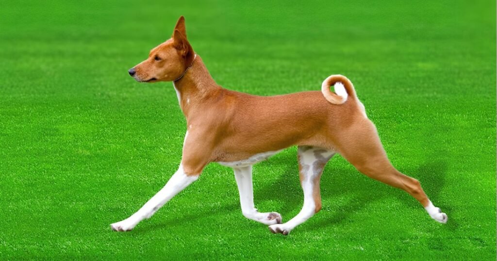_Cape Hunting Dog most agile animal