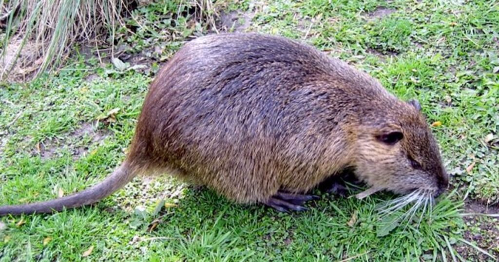 Capybara animals similar to muskrat