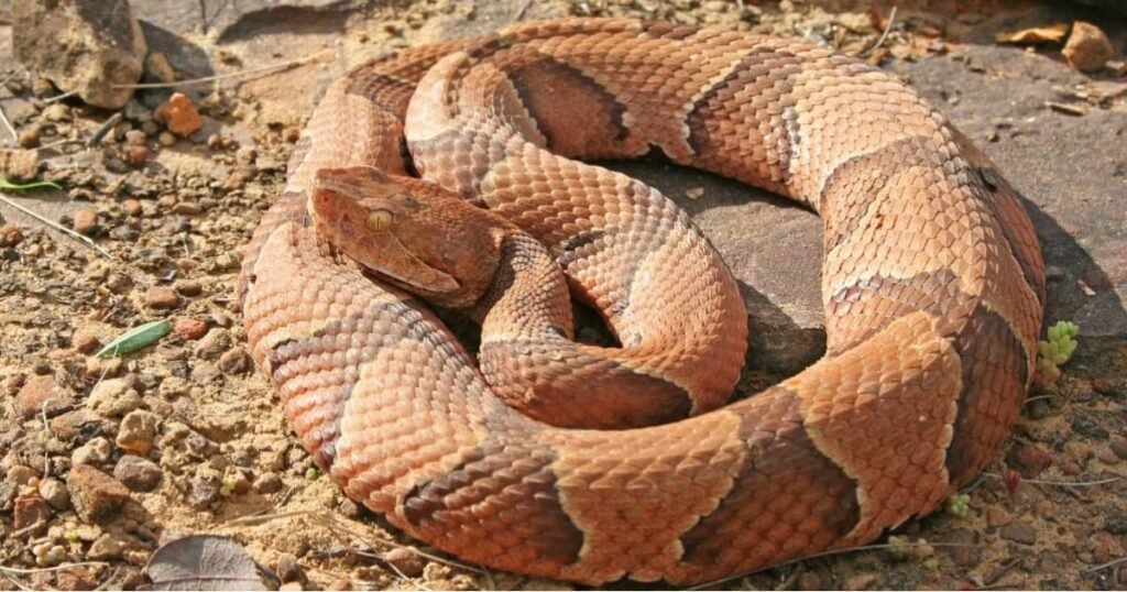 Copperhead – A Common Triangle Headed Snake