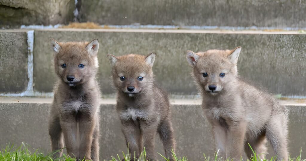 Coyotes animals that eat mice