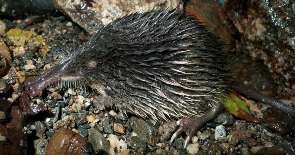 Desman animals similar to muskrat
