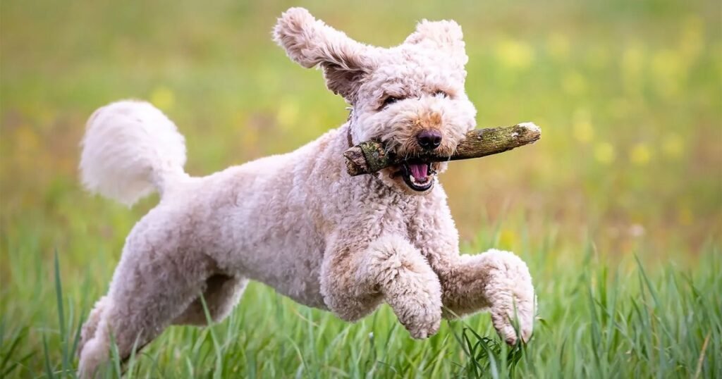 Domestic Dogs is a fox a dog
