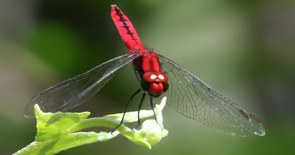 _Dragonfly binatang nya lincah