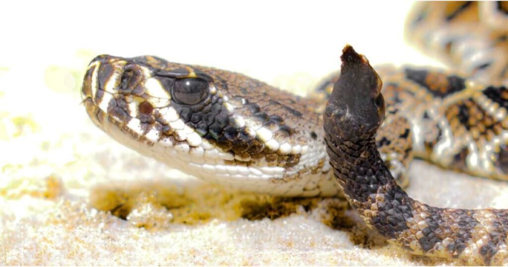 Eastern Diamondback Rattlesnake –