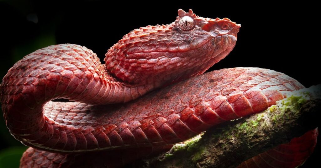 Eyelash Viper