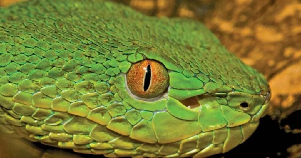 Fer-de-Lance 