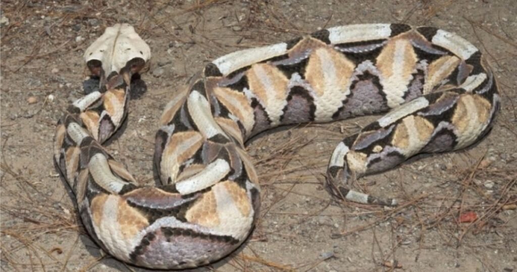 Gaboon Viper