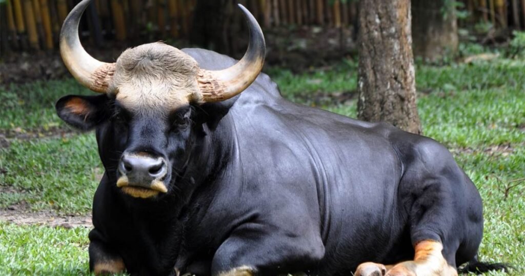 Gaur a Muscular Animal
