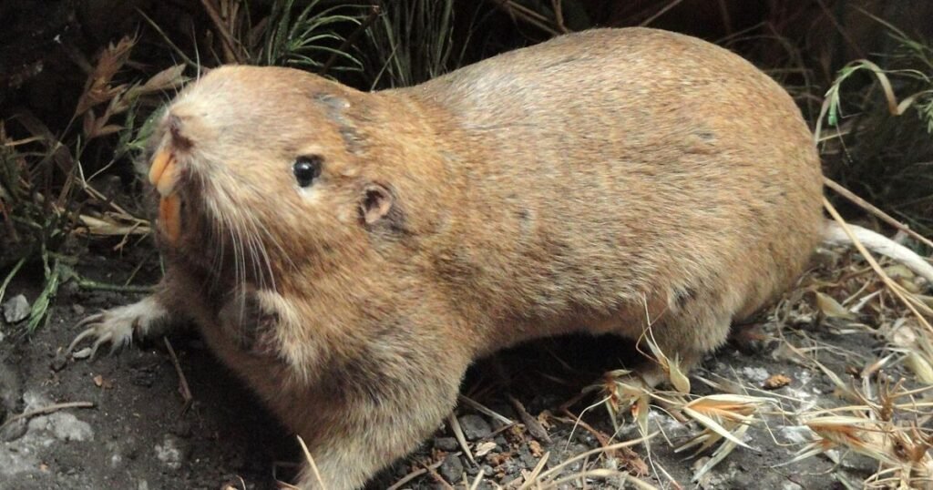 Gophers animals similar to muskrat