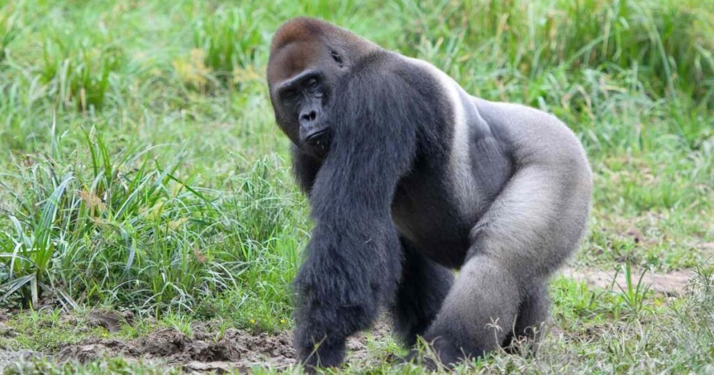 Gorillla animals with big foreheads