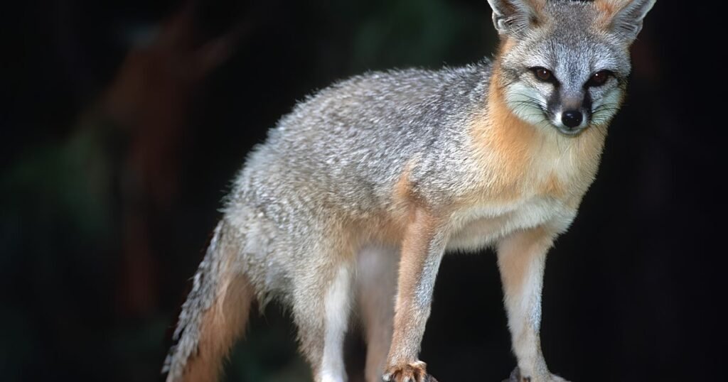 Grey Fox hewan lincah