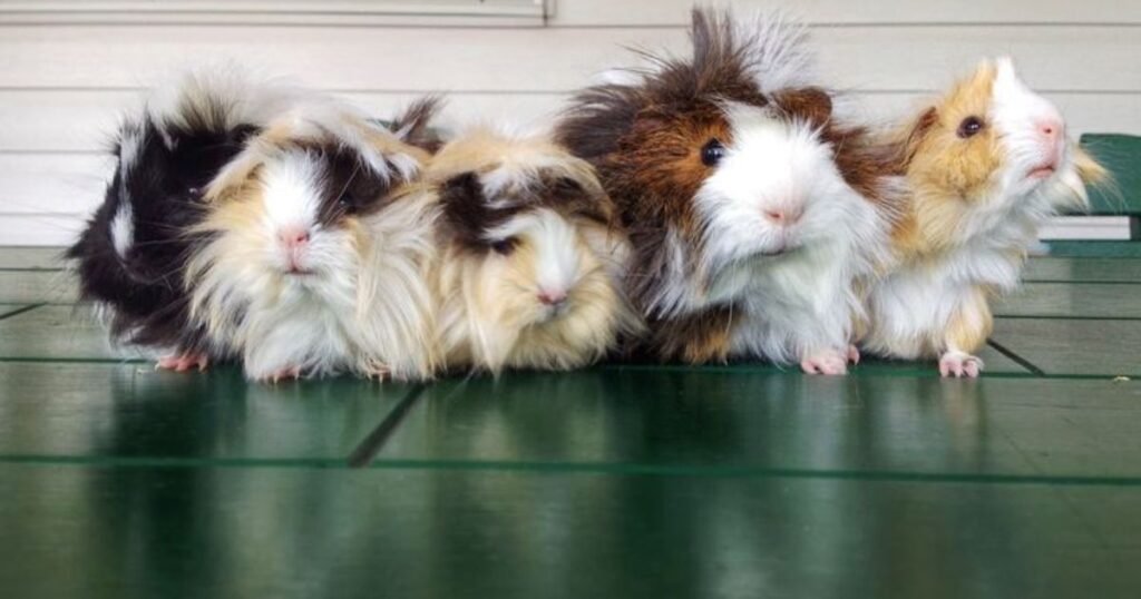 Guinea Pigs animals similar to muskrat
