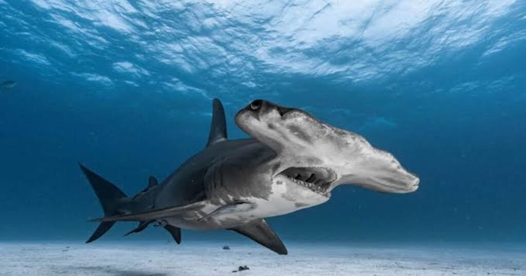 Hammerhead Shark largest forehead animal