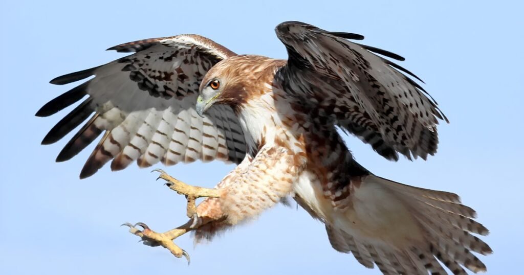 Hawk mouse hunting