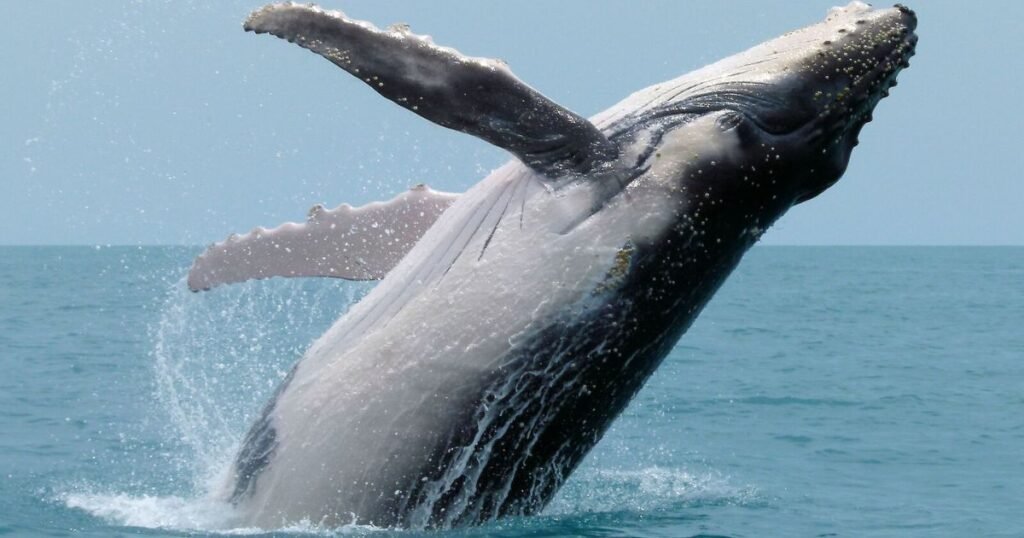 Humpback Whale a muscular animal