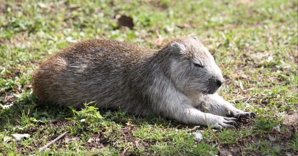Hutia animals similar to muskrat