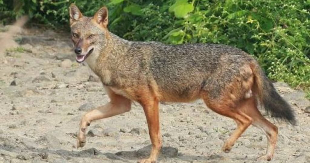 Jackals animals similar to foxes