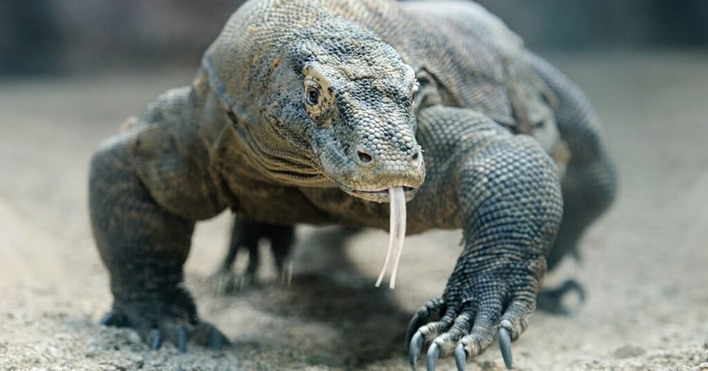 Komodo Dragon a Muscular animal