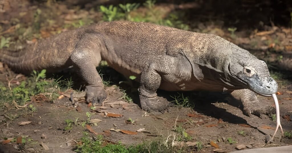 Komodo Dragon do birds eat mice
