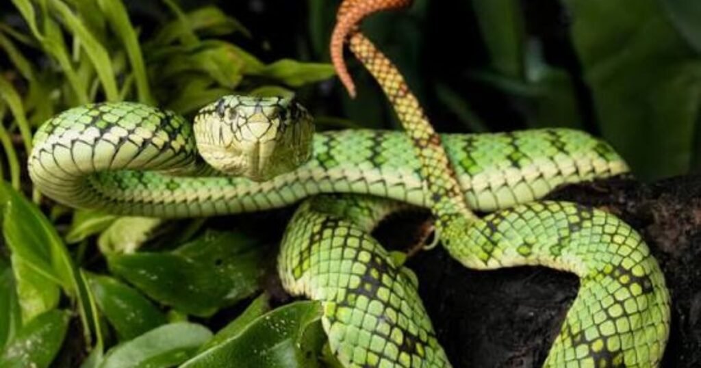 Malayan Pit Viper