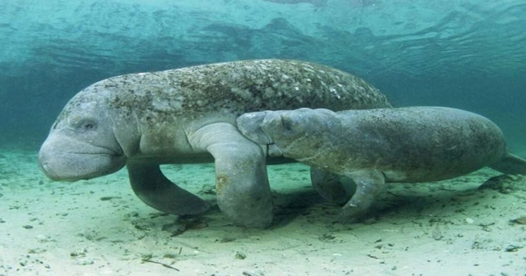 Manatees animal can't jump