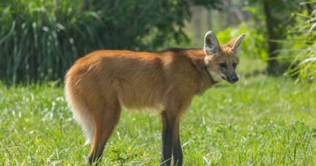 Maned Wolf are foxes dogs