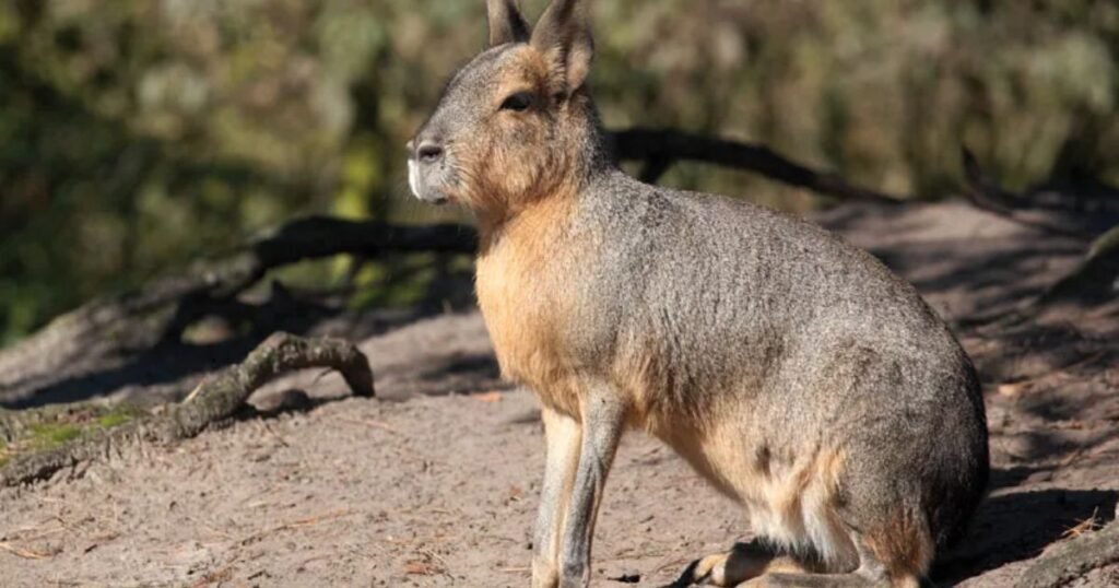 Maras animals similar to muskrat