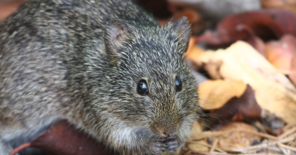 Marsh Rice Rat animals similar to muskrat
