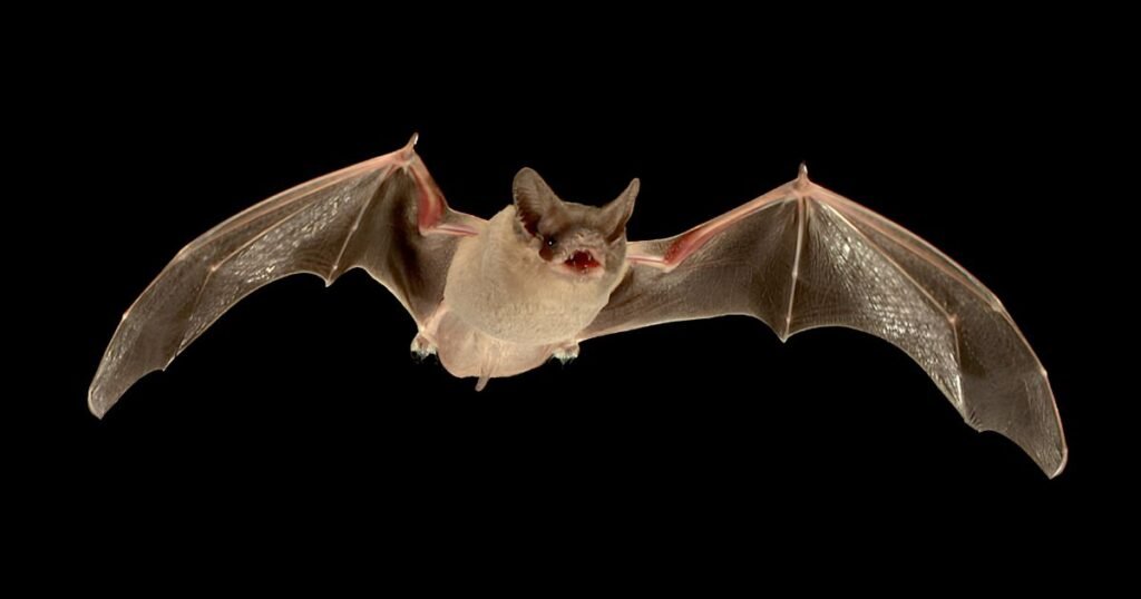 Mexican Free-tailed Bat hewan yang lincah
