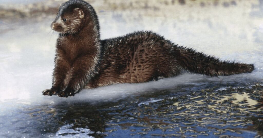 Mink animals similar to muskrat