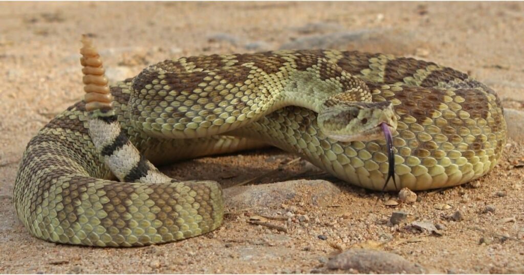 Mojave Rattlesnake 