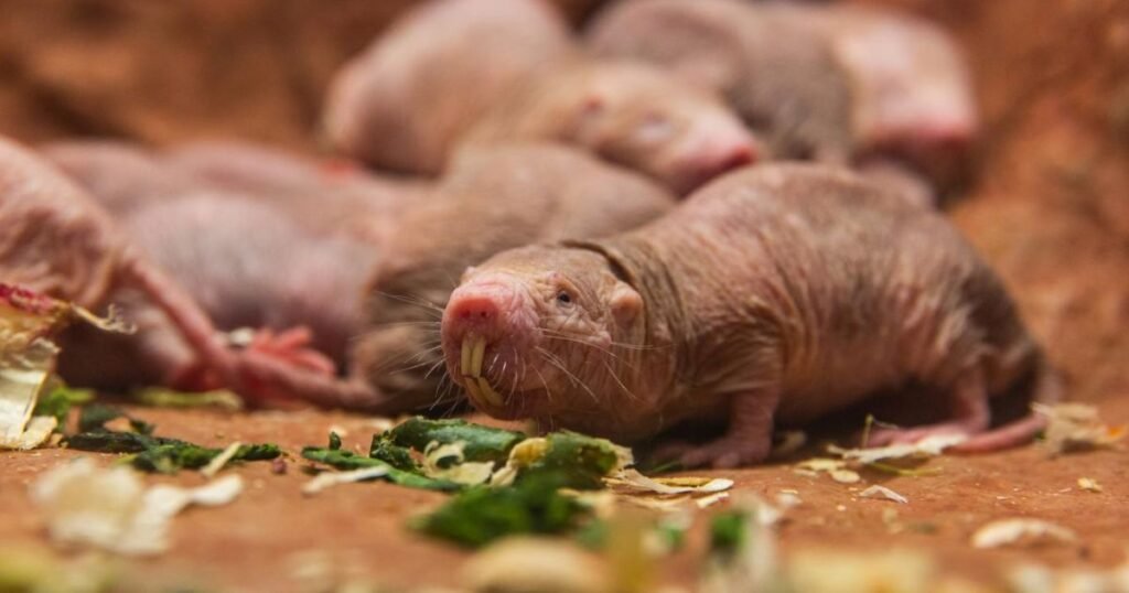 Mole Rats are foxes more cat or dog