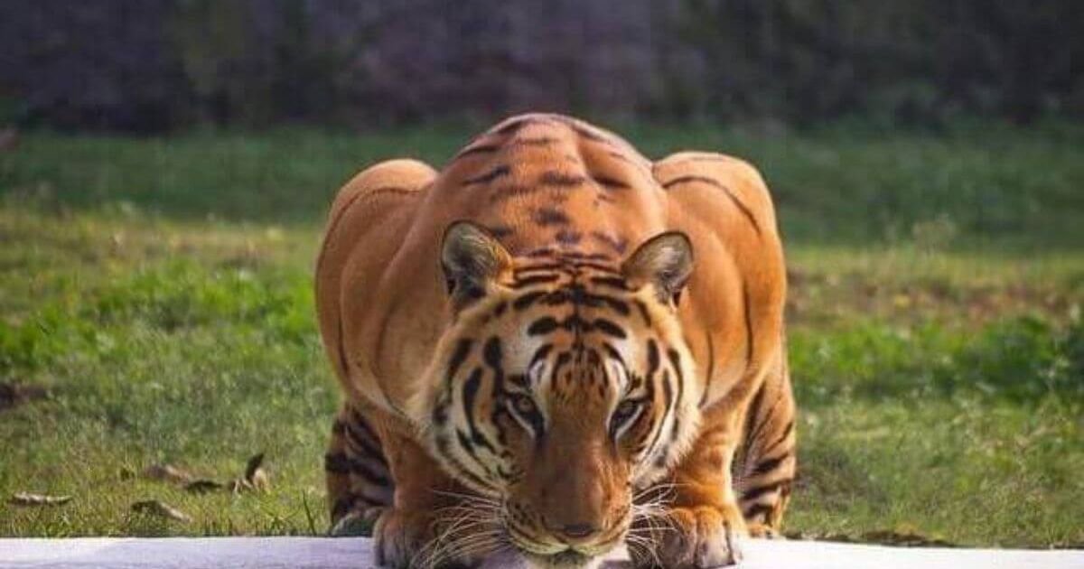 Muscular Animals