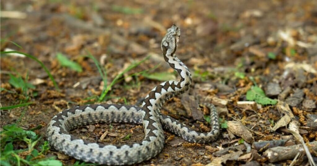 Nose-horned Viper 