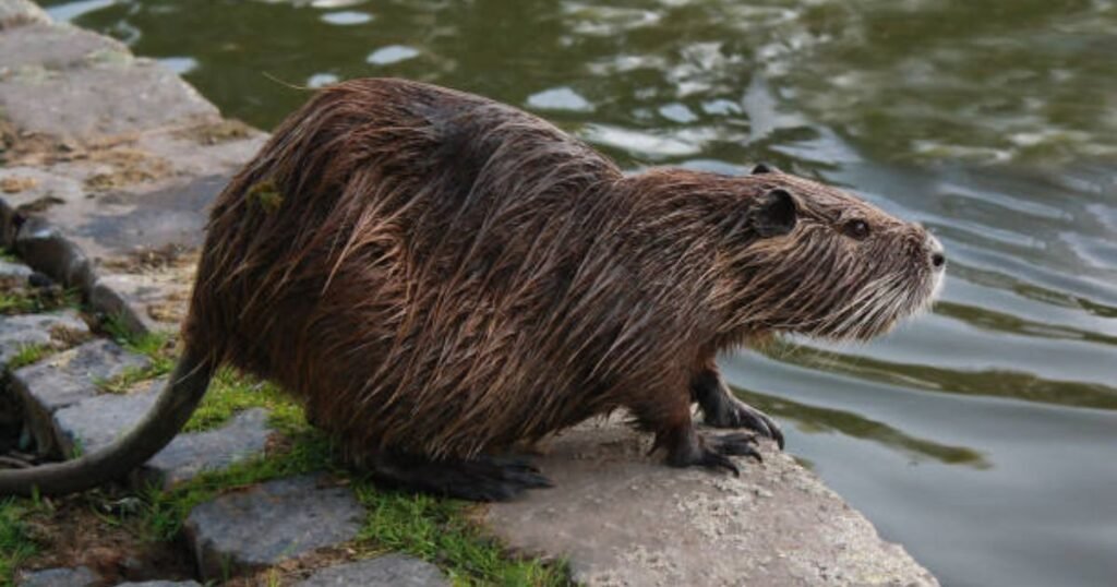 Nutria animals similar to muskrat
