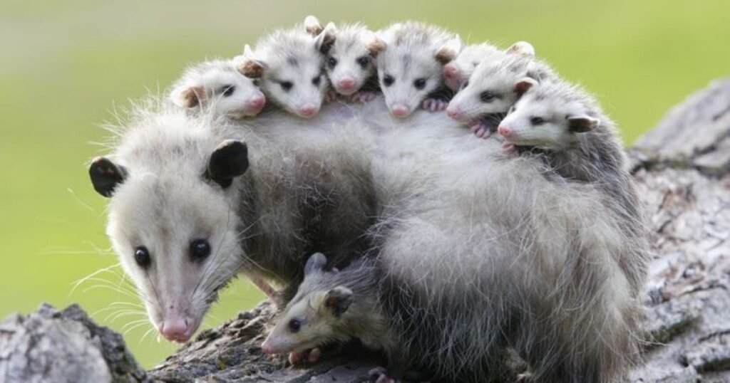 Opossums animals can't jump