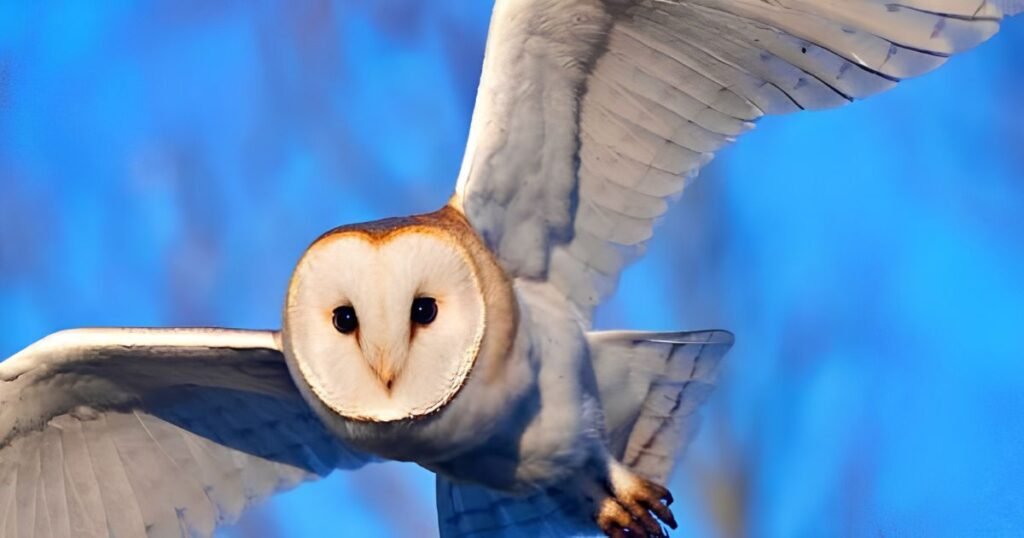 Owl what animals eat mice