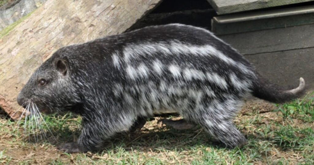 Pacarana animals similar to muskrat