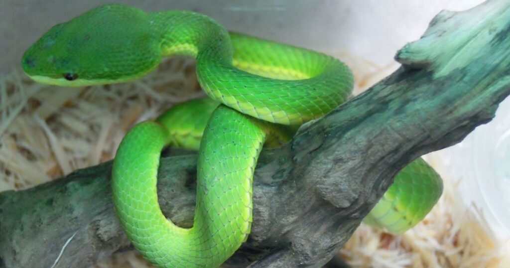 Palm Pit Viper