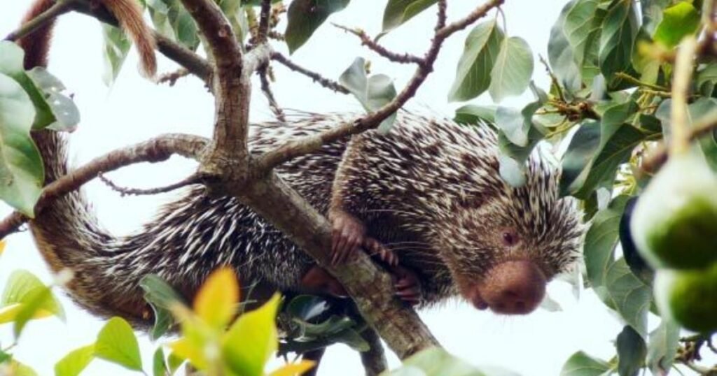 Porcupines animals similar to muskrat