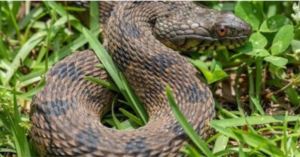 Prairie Rattlesnake