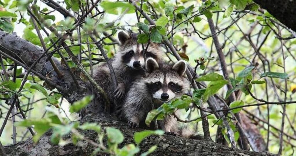 Raccoons what animal eats mice