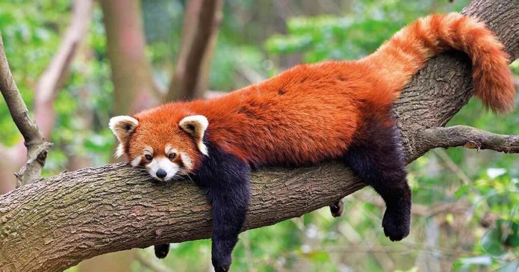 Red Pandas are foxes related to dogs