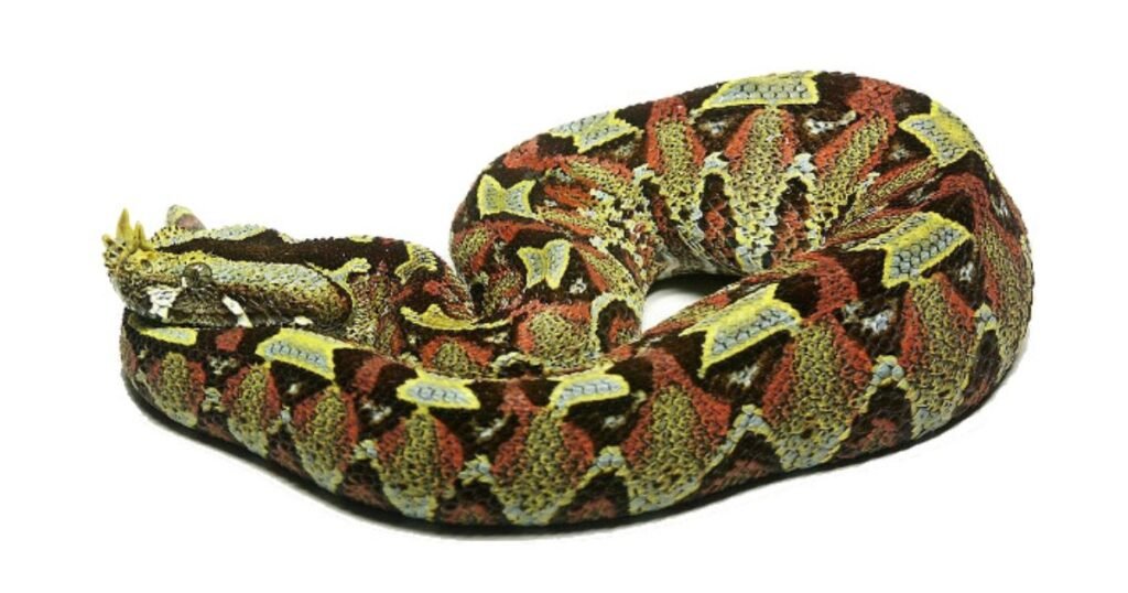 Rhinoceros Viper 